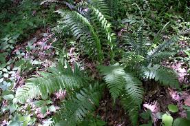 Attēlu rezultāti vaicājumam “Claustria didermoides”