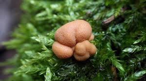 Attēlu rezultāti vaicājumam “Lycogala maculatum macro”
