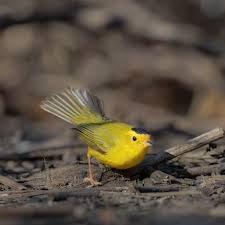 Image result for Wilsonia citrina