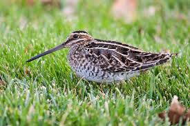 Image result for Gallinago delicata