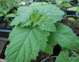 Attēlu rezultāti vaicājumam “Nicandra physalodes”