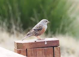 Image result for Prunella collaris