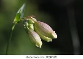 Attēlu rezultāti vaicājumam “Silene vulgaris bud”