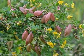 Image result for Colutea x media (arborescens x orientalis)