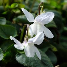 Attēlu rezultāti vaicājumam “Viola riviniana flower”