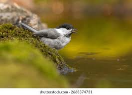 Attēlu rezultāti vaicājumam “Poecile montanus”