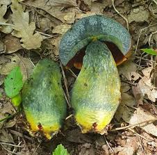 Attēlu rezultāti vaicājumam “Didymium xanthopus”