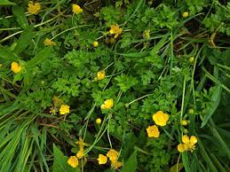Attēlu rezultāti vaicājumam “Ranunculus repens flower”
