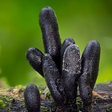 Attēlu rezultāti vaicājumam “Xylaria”