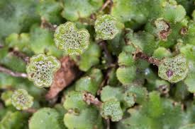 Attēlu rezultāti vaicājumam “Marchantia polymorpha”