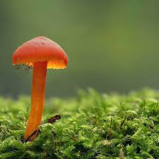 Attēlu rezultāti vaicājumam “Physarum obscurum macro”