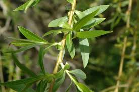 Attēlu rezultāti vaicājumam “Chionaspis salicis imago”