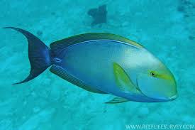 Image result for Acanthurus xanthopterus
