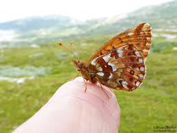 Attēlu rezultāti vaicājumam “Boloria eunomia underside”