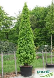 Attēlu rezultāti vaicājumam “Quercus robur Fastigiata”