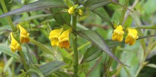 Attēlu rezultāti vaicājumam “Melampyrum sylvaticum”