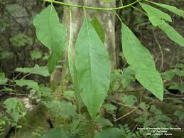 Attēlu rezultāti vaicājumam “Subularia aquatica leaf”