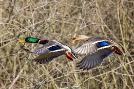 Attēlu rezultāti vaicājumam “Anas platyrhynchos”