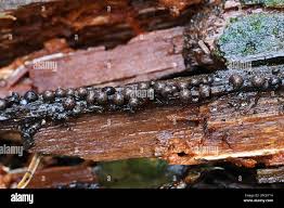 Attēlu rezultāti vaicājumam “Diderma radiatum”