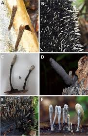 Attēlu rezultāti vaicājumam “Xylaria”