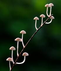 Attēlu rezultāti vaicājumam “Mycena”