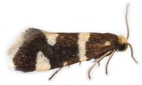 Attēlu rezultāti vaicājumam “Incurvaria praelatella”