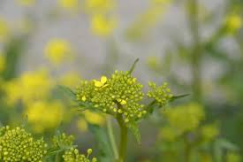 Attēlu rezultāti vaicājumam “Bunias orientalis flower”