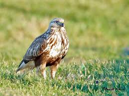 Attēlu rezultāti vaicājumam “Buteo lagopus adult”