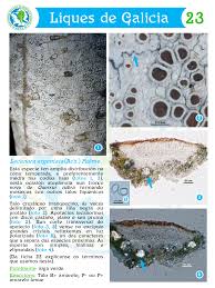Attēlu rezultāti vaicājumam “Lecanora argentata”