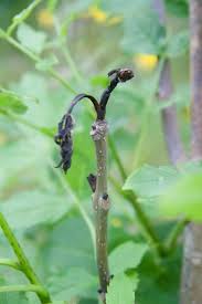 Attēlu rezultāti vaicājumam “Hymenoscyphus imberbis”