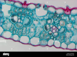 Attēlu rezultāti vaicājumam “Zea mays leaf”