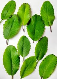 Attēlu rezultāti vaicājumam “Batrachium circinatum leaf”