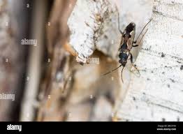 Attēlu rezultāti vaicājumam “Alydus calcaratus imago”