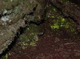 Attēlu rezultāti vaicājumam “Schistostega pennata”