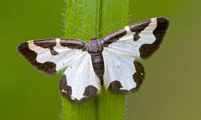 Attēlu rezultāti vaicājumam “Lomaspilis marginata”