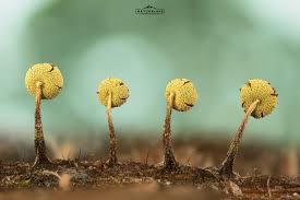 Attēlu rezultāti vaicājumam “Physarum viride var. aurantium”