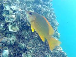 Image result for Lutjanus jocu