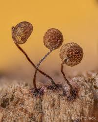 Attēlu rezultāti vaicājumam “myxomicetes”