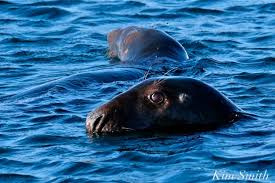 Image result for Halichoerus grypus