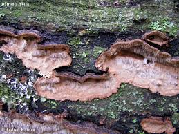 Attēlu rezultāti vaicājumam “Datronia mollis”