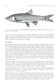 Image result for Squalius cephalus cavedanus