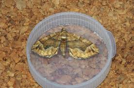 Attēlu rezultāti vaicājumam “Adaina microdactyla”