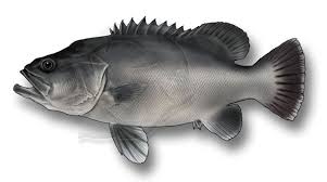 Image result for Polyprion americanus