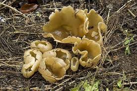 Attēlu rezultāti vaicājumam “Peziza vesiculosa”