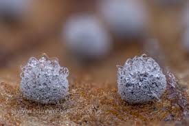 Attēlu rezultāti vaicājumam “Diachea subsessilis stalked”