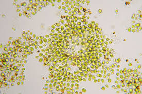 Attēlu rezultāti vaicājumam “Pleurococcus vulgaris”