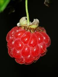 Attēlu rezultāti vaicājumam “Rubus idaeus fruit”