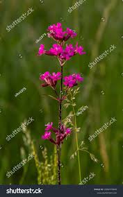 Attēlu rezultāti vaicājumam “Silene viscaria”