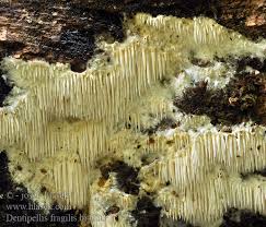 Attēlu rezultāti vaicājumam “Dentipellis fragilis”