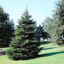 Attēlu rezultāti vaicājumam “Abies koreana”